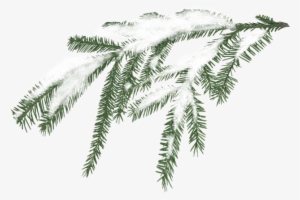 Clip Art Transparent Stock Miscellaneous Pinebranchpng - Snowy Pine Branch Png