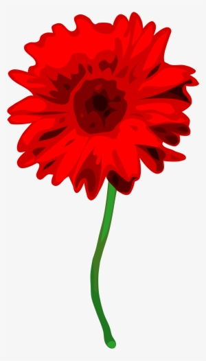Gerbera Picture Royalty Free - Carnation With White Background