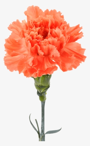 Orange Carnation