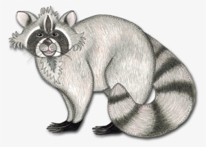 Drawing Raccoon Cool - Library
