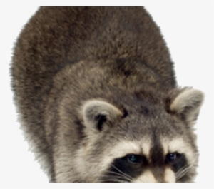 Raccoon Png Transparent Images - Baby Raccoon Transparent Background