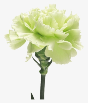 Voragine - The Green Carnation