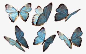 Grupo De Mariposas Azules - Imagenes De Mariposas Png