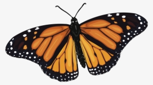 Mariposa-monarca - Monarch Butterfly