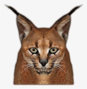 Caracal Jimmyzhoopz Face - Bobcat
