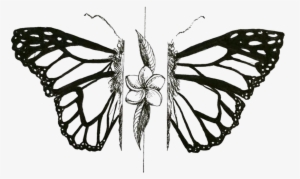 Mariposa - Portable Network Graphics