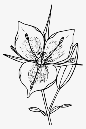 Vine Line Drawing Flower - 800x577 PNG Download - PNGkit