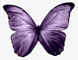 Blood And Poppies - Blue Butterfly Painting Png