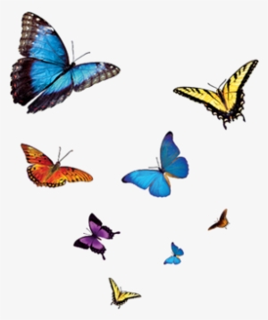 Previous - Catching Courage: Understand Your Fears, Control Your