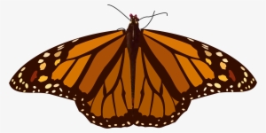 Mariposa 5