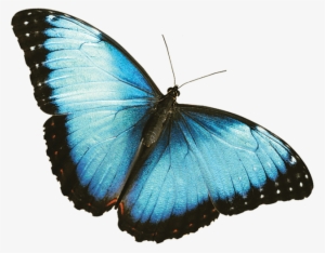 Morpho Azul - Black And Blue Butterfly Png
