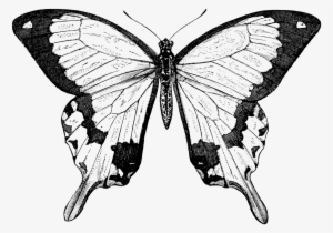 Collection Of Free Butterfly Drawing Nature Download - Butterfly Black And White Victorian Prints
