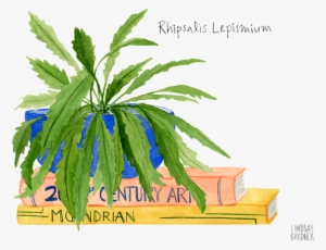 "rhipsalis Lepismium" Watercolor Painting By Lindsay - Watercolor Painting