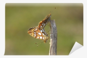 Polyommatus