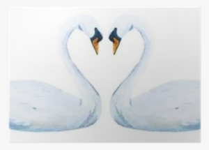 Trumpeter Swan