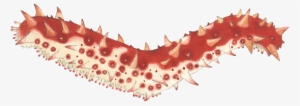 Transparent Sea Cucumber Png