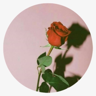 #rose #aesthetic #png #red #pink #circle - Red Circle Aesthetic Png