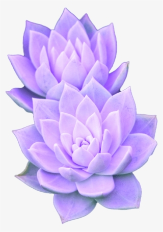 Purple Aesthetic Tumblr Succulent - Succulent Flower Transparent