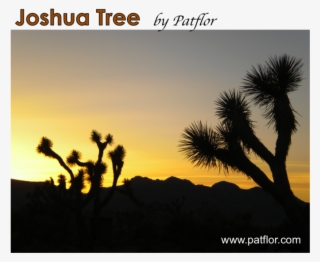 Joshua Tree National Park - Silhouette