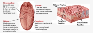 Tongue- Types Of Papillae - Tongue Anatomy
