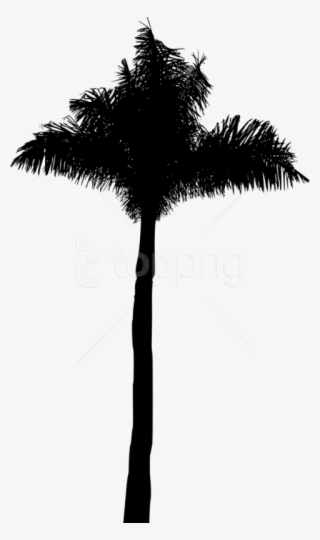 Free Png Palm Tree Silhouette Png - Borassus Flabellifer