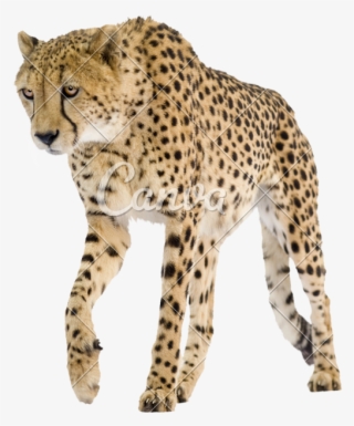 Cheetah