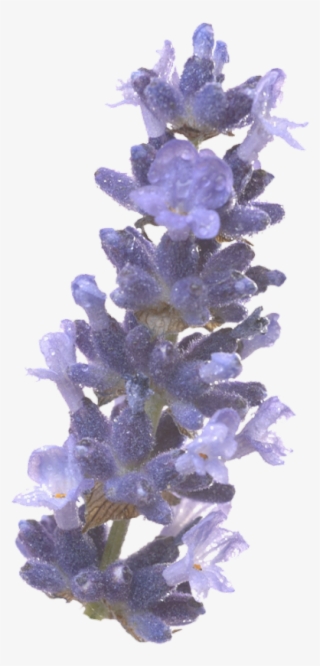 Freetoedit Png Flower With A Transparent Background - English Lavender