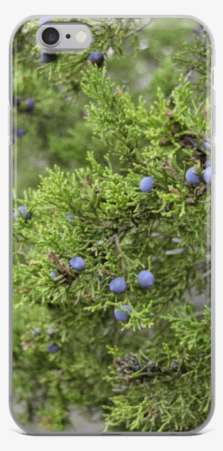 Smartphone
