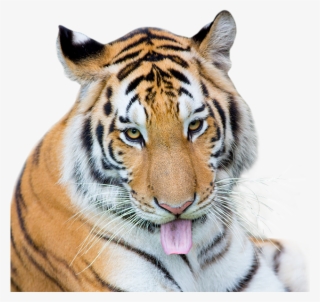 Tiger - Siberian Tiger