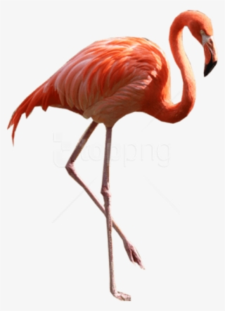 Free Png Download Flamingo Png Images Background Png - Real Flamingo Png
