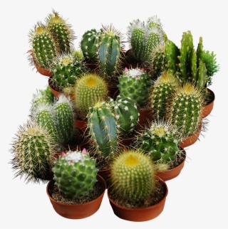 Cactus Seeds For Planting - San Pedro Cactus