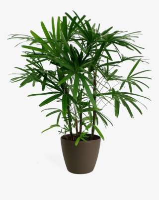 Rhapis Palm - Rhapis