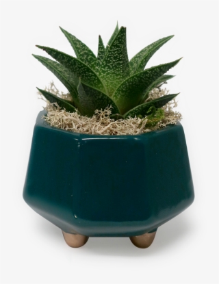 Gold Footed Haworthia Planter - Flowerpot