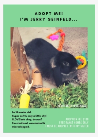 Photo Of Jerry Seinfeld - Dog Licks