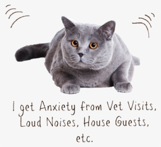Cat Zen - Cat
