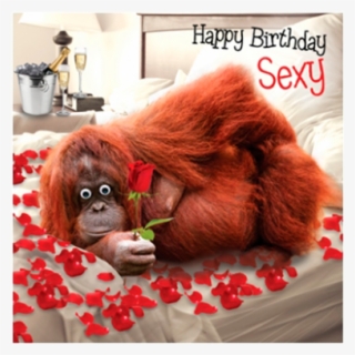 Birthday Funky Quirky Unusual Modern Cool Card Cards - Sexy Birthday Cards