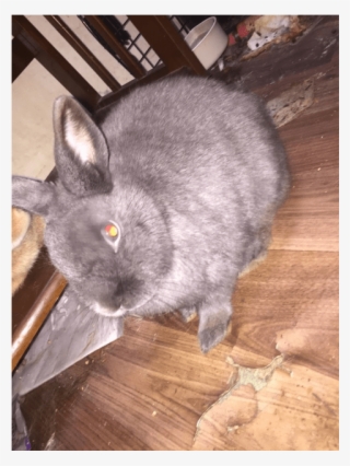 Photo Of Dusty And Smokey - British Shorthair
