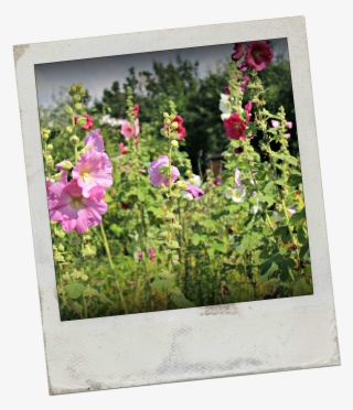 It's A Beautiful Wednesday Morning, The Sun Is Shining, - Floribunda