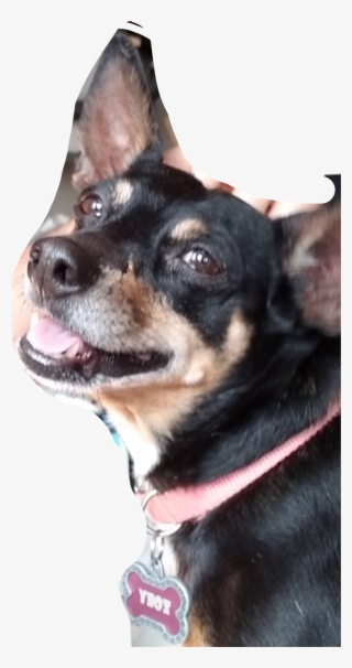 Recent - Teddy Roosevelt Terrier