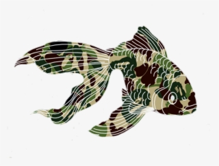 Report Abuse - Lionfish