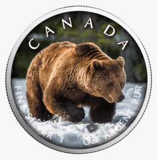 New - Grizzly Bear