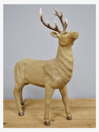 Elk