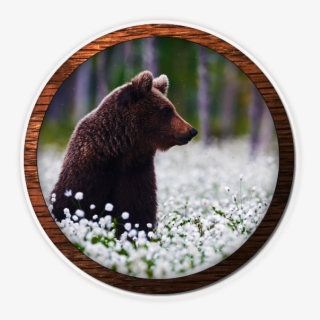 Fox Valley Web Design, Fvwd, Brand Identity, Brand - Grizzly Bear