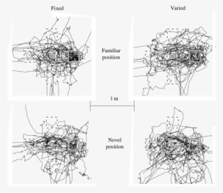 Paths During Tests With Familiar And Novel Landmark - Technical Drawing