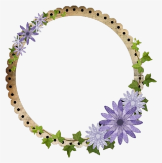 African Daisy