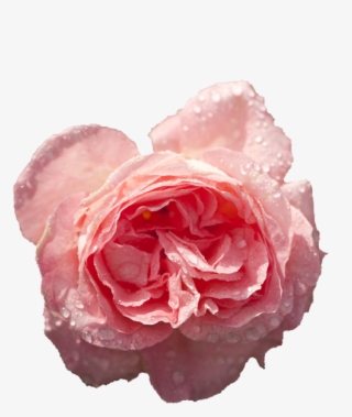 Transparent Roses - Hybrid Tea Rose