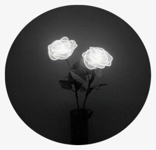 Tumblr Aesthetic Black Roses Rose - White Rose Tumblr Aesthetic