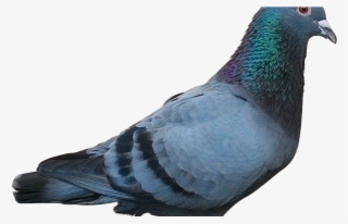 Racing Homer Homing Pigeon Columbidae Bird Pigeon Post, - Binatangnya Suci