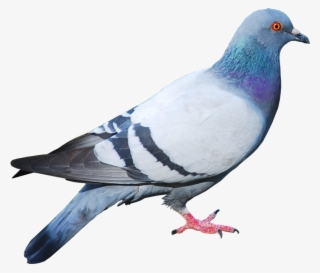 Disney Princess Images Pigeon 2 Hd Wallpaper And Background - Animales Con Alas Que Vuelan