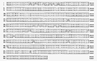 Protein Sequences Of Mouse And Human Nab2 - Genoa